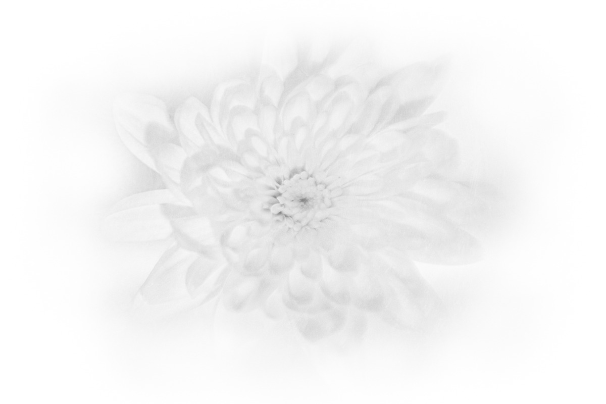 White Flower